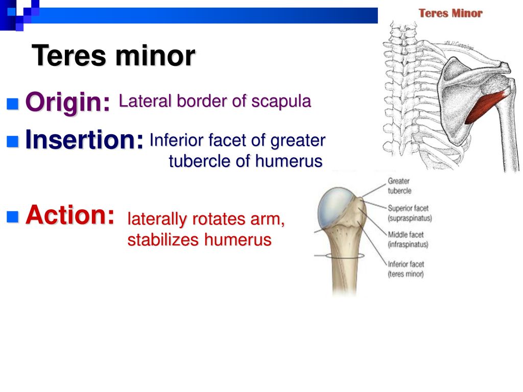 Action of teres minor deals